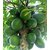 Puspita Nursery Rare Exotic Tropical Thailand Dwarf Honey Papaya Fruit Live Plant.