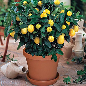 Puspita Nursery Live Dwarf Orange Plant Tangerine (Santra) Origin Darjeeling Mousumi Lemon Seedless