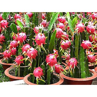 PuspitaNursery Dragon Fruit Dwarf Indian Variety Live Plant 6 to 10 in Size Comes with Pollybag.