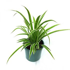 Puspita Nursery PN08 Spider Grass Plant without Pot healthy  Fresh