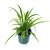 Puspita Nursery PN08 Spider Grass Plant without Pot healthy  Fresh