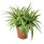 Puspita Nursery PN08 Spider Grass Plant without Pot healthy  Fresh.