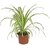 Puspita Nursery PN08 Spider Grass Plant without Pot healthy  Fresh