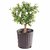 PuspitaNursery Good Luck Jade Living Plant with Pot Lucky Air Purifier Feng Shui Green Decorative Beautiful Low Mainten.