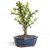 PuspitaNursery Good Luck Jade Living Plant with Pot Lucky Air Purifier Feng Shui Green Decorative Beautiful Low Mainten