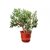 PuspitaNursery Good Luck Jade Living Plant with Pot Lucky Air Purifier Feng Shui Green Decorative Beautiful Low Mainten.