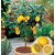 Puspita Nursery Seedless Lemon Grafted Rasaali Variety Live Plant Fresh  Healthy