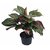 PuspitaNursery Red Aglaonema Siam Aurora Chinese Evergreen Healthy  Fresh Plant in a Plastic Pot