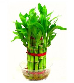 Bonsai Bamboo Tree Seeds (1 cm x 1 cm x 1 cm) - Pack Of 10