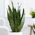 Puspita Nursery Snake Plant Green Dwarf Air Purifier Oxygen Supplier