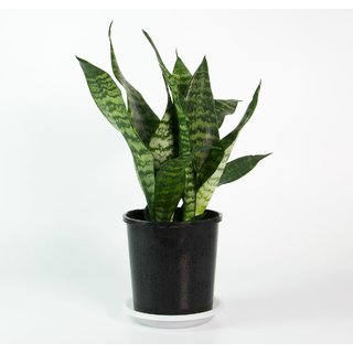 Puspita Nursery Snake Plant Green Dwarf Air Purifier Oxygen Supplier. Puspita Nursery Snake Plant Green Dwarf Air Purifier Oxygen Supplier.