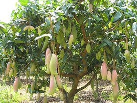 PuspitaNursery Rare Dwarf Thailand Mango Healthy Live Plant, 45cm (Green)