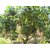 PuspitaNursery Rare Dwarf Thailand Mango Healthy Live Plant, 45cm (Green)