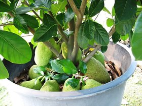 PuspitaNursery Live Rare Jack Fruit Grafted Plant