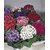 Cineraria Flowers Premium Seeds for Home Garden - Pack of 50 Seeds