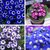 Cineraria Flowers Premium Seeds for Home Garden - Pack of 50 Seeds
