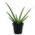Aloe Vera Natural Live Plant with Pot Medicinal Plants