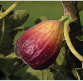 ROOKHRAJ PAUDHSHALA Anjeer Live Plant, Indian Fig Plant