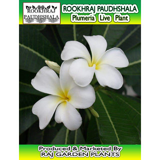 ROOKHRAJ PAUDHSHALA Goodluck Naag Champa Live Plant, Plumeria Live Plant