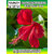 ROOKHRAJ PAUDHSHALA Gudhal Flower Live Plant, Hibiscus rosa-sinensis
