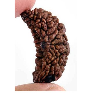 1 Mukhi Rudraksha Beads Original Natural One Face Rudraksha By CEYLONMINE 1 Mukhi Rudraksha Beads Original Natural One Face Rudraksha By CEYLONMINE