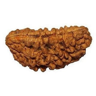                       Rudraksha Beads One Mukhi/Face Natural Shiv Shakti  Rudraksha Beads BY CEYLONMINE                                              