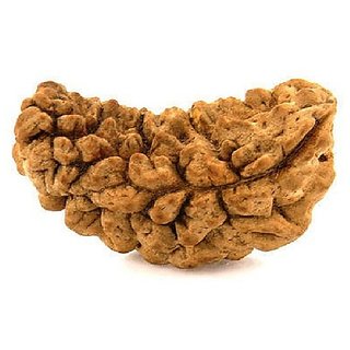 Certified One Face Shiv Shakti Rudraksha Beads Original Half Moon Shape Rudraksha By CEYLONMINE