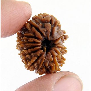 Lab Certified 12 Mukhi Rudraksha Beads Original & Natural 12 Face Moksha Beads By CEYLONMINE Lab Certified 12 Mukhi Rudraksha Beads Original & Natural 12 Face Moksha Beads By CEYLONMINE