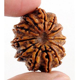                       Natural 12 Mukhi Rudraksha Beads Lab Certified & Real Shiv Shakti Beads For Unisex BY CEYLONMINE                                              