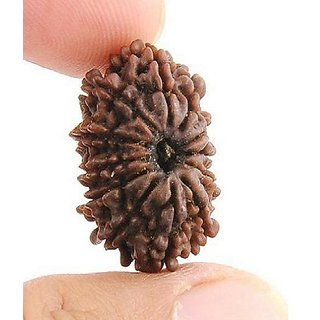                       Brown 12 Face/Mukhi Real Rudraksha Beads With Certificate By CEYLONMINE                                              