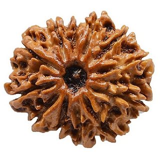                       12 Mukhi Rudraksha/Twelve Face Rudraksha With Certificate By CEYLONMINE                                              