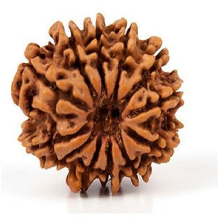                       12 Mukhiface Rudraksha Beads For Unisex By Ceylonmine                                              