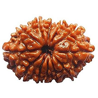 12 Face Rudraksha For Men & Women Original & Certified 12 Mukhi Rudraksha Beads By CEYLONMINE 12 Face Rudraksha For Men & Women Original & Certified 12 Mukhi Rudraksha Beads By CEYLONMINE
