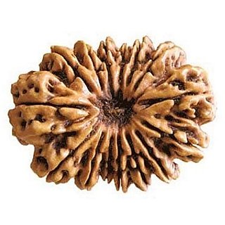                       Certified 16 Face Shiv Shakti Rudraksha Beads Original & Natural Solah Mukhi Rudraksha By CEYLONMINE                                              