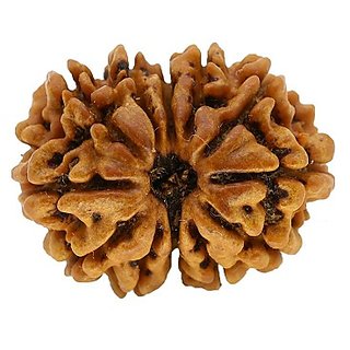                       10 Mukhi Rudraksha Beads Ten Mukhi Rudraksha Beads                                              