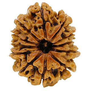                       Natural 12 Mukhi Rudraksha Beads Lab Certified & Real Shiv Shakti Beads For Unisex BY CEYLONMINE                                              