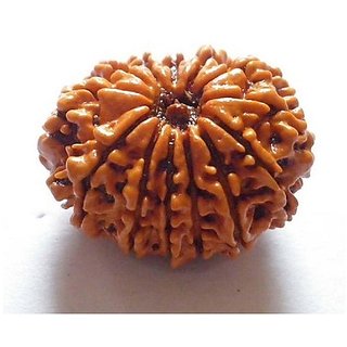                       Brown 12 Face/Mukhi Real Rudraksha Beads With Certificate By CEYLONMINE                                              
