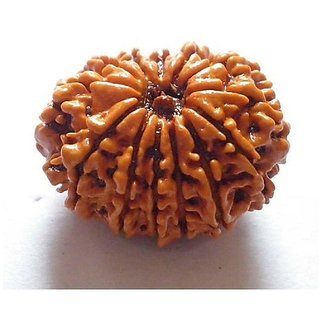 Brown 12 Face/Mukhi Real Rudraksha Beads With Certificate By CEYLONMINE Brown 12 Face/Mukhi Real Rudraksha Beads With Certificate By CEYLONMINE