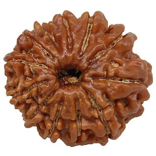 Natural 12 Mukhi Rudraksha Beads Lab Certified & Real Shiv Shakti Beads For Unisex BY CEYLONMINE Natural 12 Mukhi Rudraksha Beads Lab Certified & Real Shiv Shakti Beads For Unisex BY CEYLONMINE