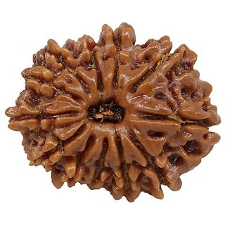                       Brown 12 Facemukhi Real Rudraksha Beads With Certificate By Ceylonmine                                              