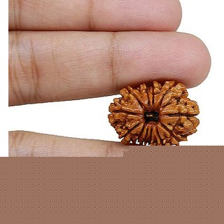                       Lab Certified 12 Mukhi Rudraksha Beads Original & Natural 12 Face Moksha Beads By CEYLONMINE                                              