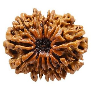 12 Mukhi Rudraksha/Twelve Face Rudraksha With Certificate By CEYLONMINE 12 Mukhi Rudraksha/Twelve Face Rudraksha With Certificate By CEYLONMINE