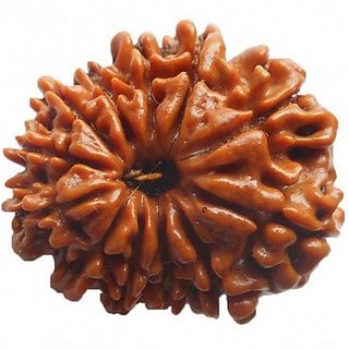 Natural 12 Mukhi Rudraksha Beads Lab Certified & Real Shiv Shakti Beads For Unisex BY CEYLONMINE Natural 12 Mukhi Rudraksha Beads Lab Certified & Real Shiv Shakti Beads For Unisex BY CEYLONMINE