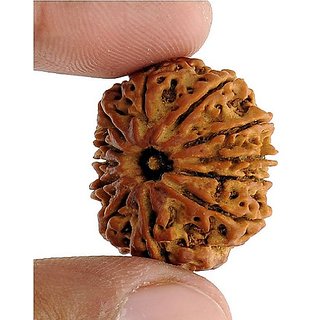                       Brown 12 Face/Mukhi Real Rudraksha Beads With Certificate By CEYLONMINE                                              