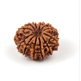                       Lab Certified 12 Mukhi Rudraksha Beads Original & Natural 12 Face Moksha Beads By CEYLONMINE                                              