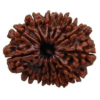                       13 Face Rudraksha For Men & Women Original & Certified 13 Mukhi Rudraksha Beads By CEYLONMINE                                              