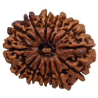                       Lab Certified 13 Mukhi Rudraksha Beads Original & Natural thirteen Face Moksha Beads By CEYLONMINE                                              