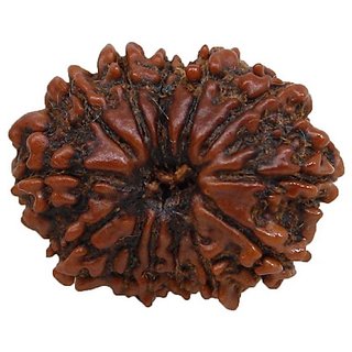 13 Mukhi Rudraksha With Certificate For Authenticity/13 Mukhi Real Rudraksha By CEYLONMINE 13 Mukhi Rudraksha With Certificate For Authenticity/13 Mukhi Real Rudraksha By CEYLONMINE