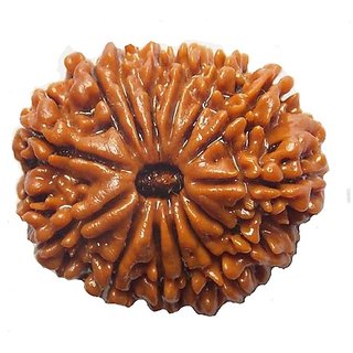                       13 Mukhi Rudraksha/Thirteen Face Rudraksha With Certificate Rudraksha For Men By CEYLONMINE                                              