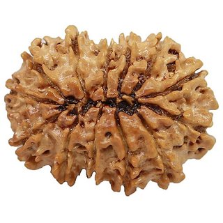 Brown 13 Face/Mukhi Real Rudraksha Beads With Certificate By CEYLONMINE Brown 13 Face/Mukhi Real Rudraksha Beads With Certificate By CEYLONMINE